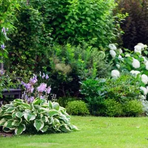 category Plants & Nature