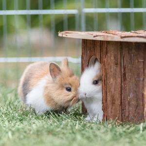 category Knaagdieren