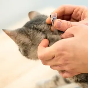 category Zwalczanie szkodników