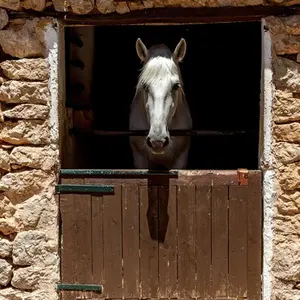 category The Barn Edit