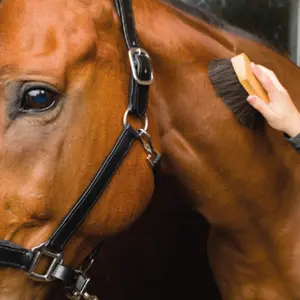 category Body & Soft Brushes