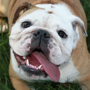 category The Canine Edit