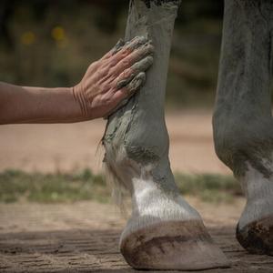 category Pflege der Gliedmaßen