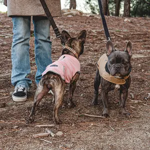 category Halfter und Longierleinen