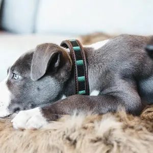 category Collars & Leashes