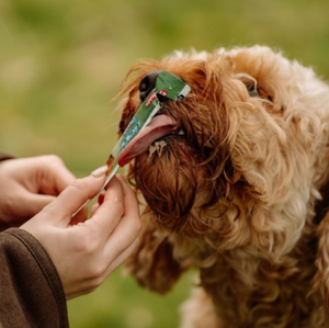 category Supplements with Food
