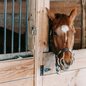 category Stajnia / łąka