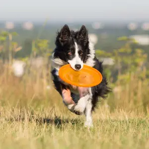 category Frisbee