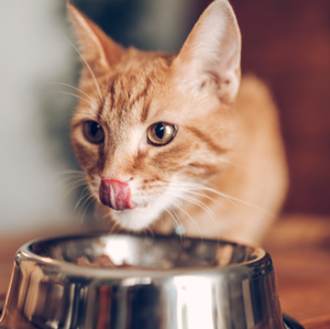 category Bowls / Drinking Containers / Dispensers