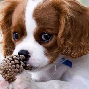 category Care & Grooming