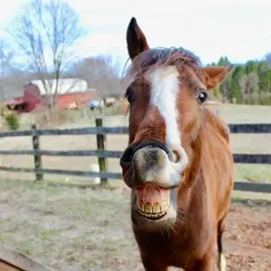 category Therapy & Recovery