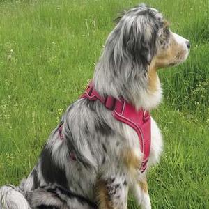 category Halsbanden & riemen