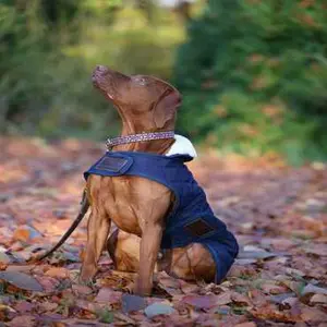 category Collars & Leashes