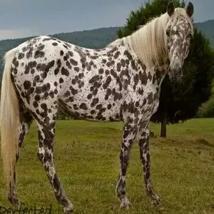 category Coat, Mane & Tail Care