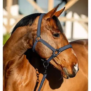 category Halters & Leads