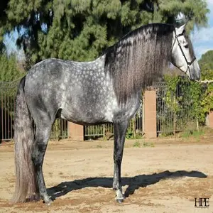 category Mane & Tail Brushes