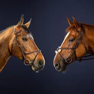 category Nosebands