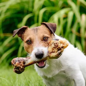category Dog Chew Bones