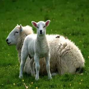 category Ovejas y cabras