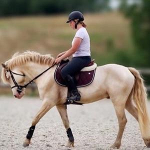 category Maść Palomino