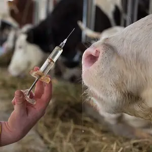 category Vaccination 