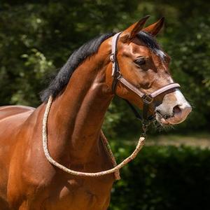 Halter / Leadrope 