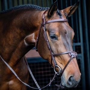 Bridles, Hides & Reins