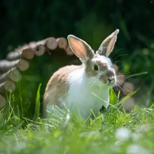 category Autres dieren 