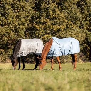 Horse at Rest