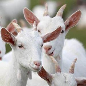 Sheep & Goats