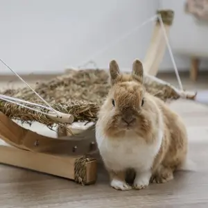 category ANIMALI