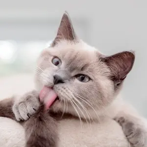 category GATTO