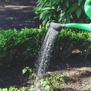 Pielęgnacja i podlewanie