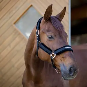 category Cavallo