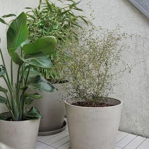 Seeds & Pots
