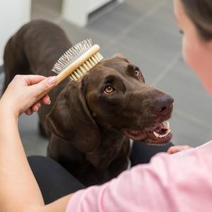 Care/Grooming