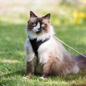 Collars & Leashes