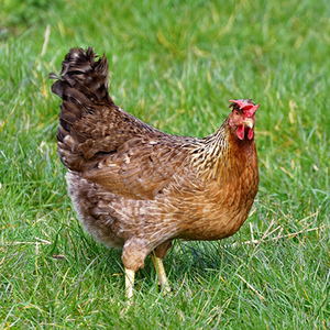 Chicken & Poultry