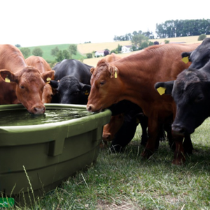 Feeders & Baths