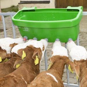 Calf Feeding