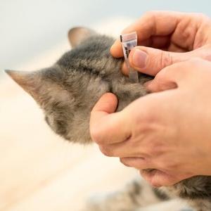Flea & Tick