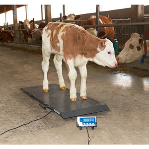 Measuring/Weighing