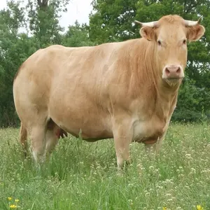 category Bovini