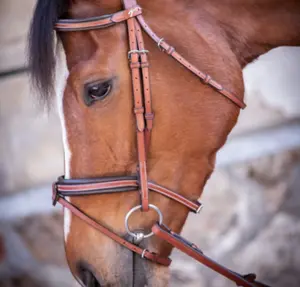 category Bridles