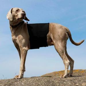 category Lumbar Belts