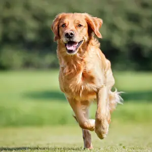 category Hond