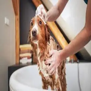category Coat Care