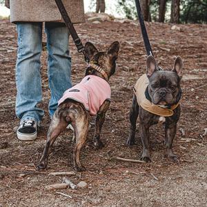 Collars & Leads