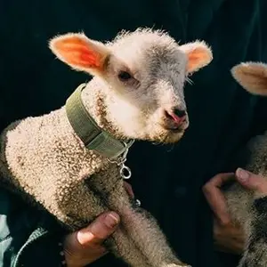 category Halsbänder