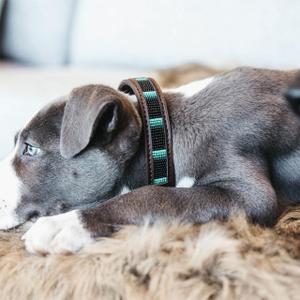 category Halsband och koppel